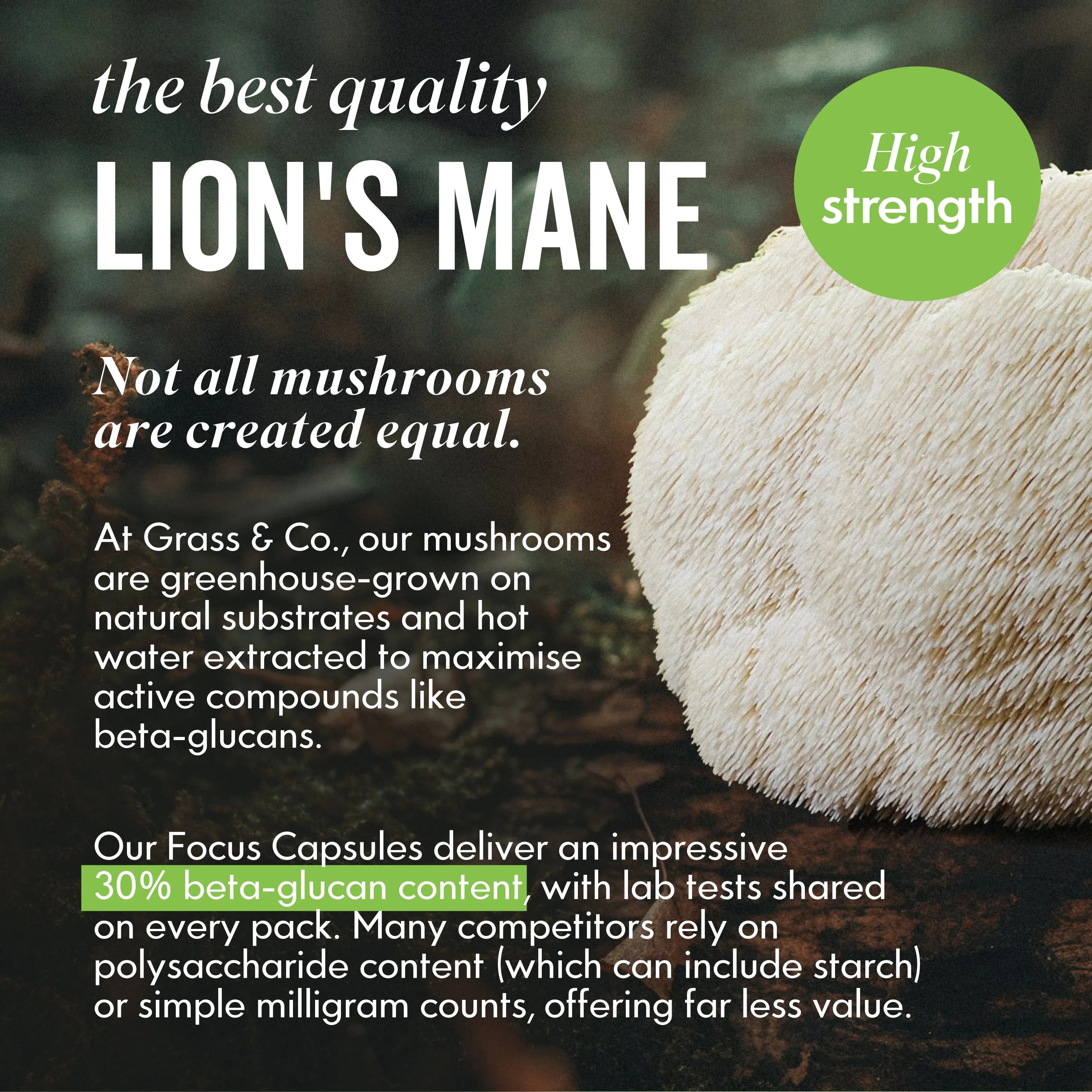 Lions Mane Mushroom with OCUS Capsules information
