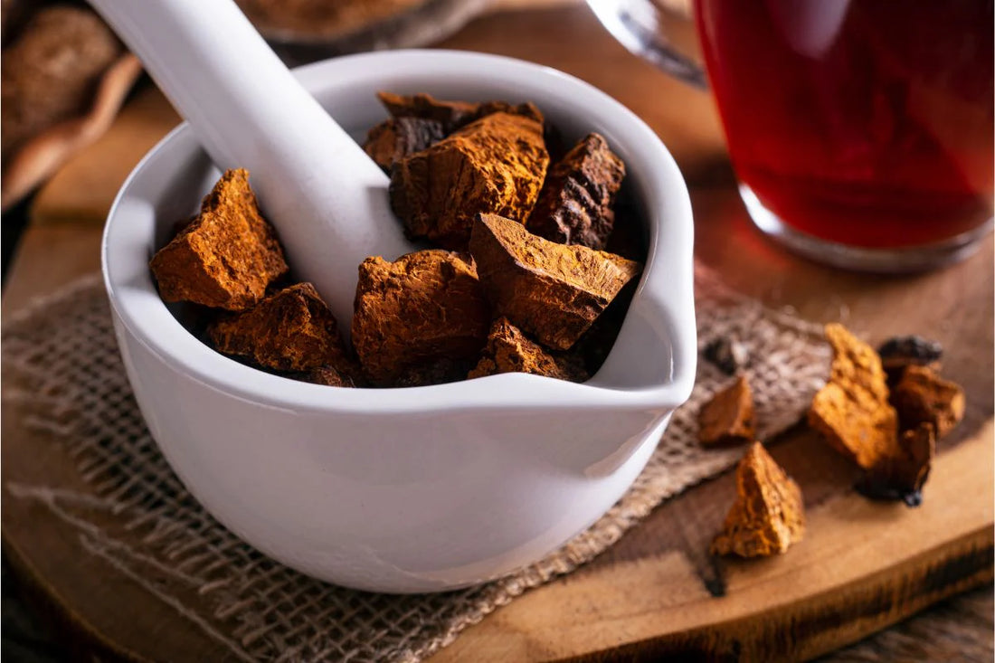 Chaga Mushrooms: The Potential Benefits