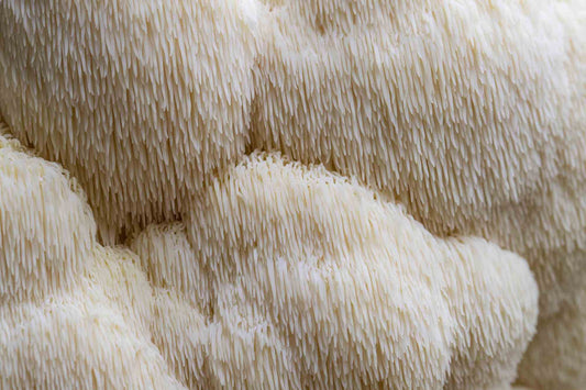 HOW TO TAKE LION'S MANE MUSHROOMS CAPSULES