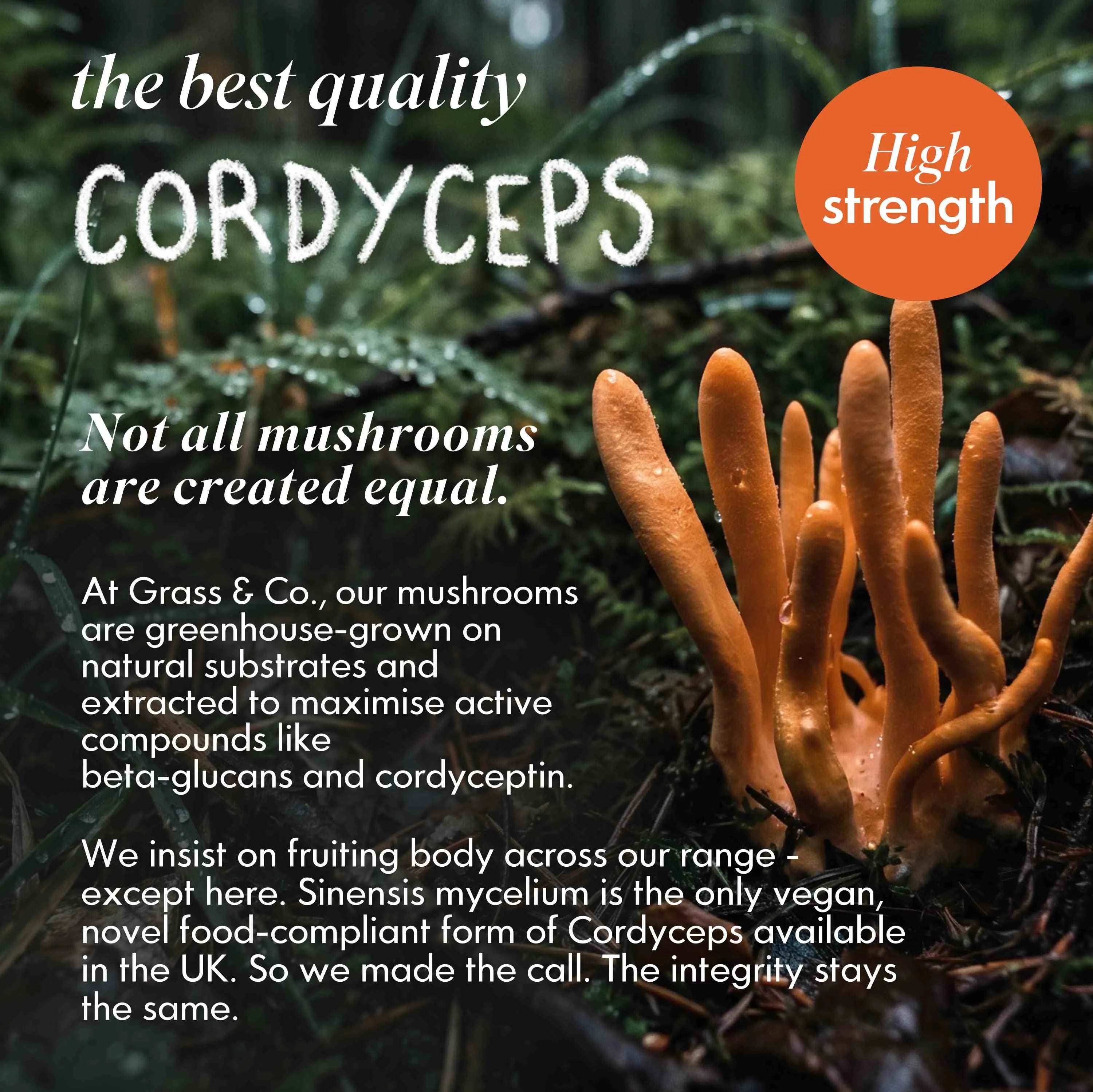ENERGY | Cordyceps Mushroom Capsules