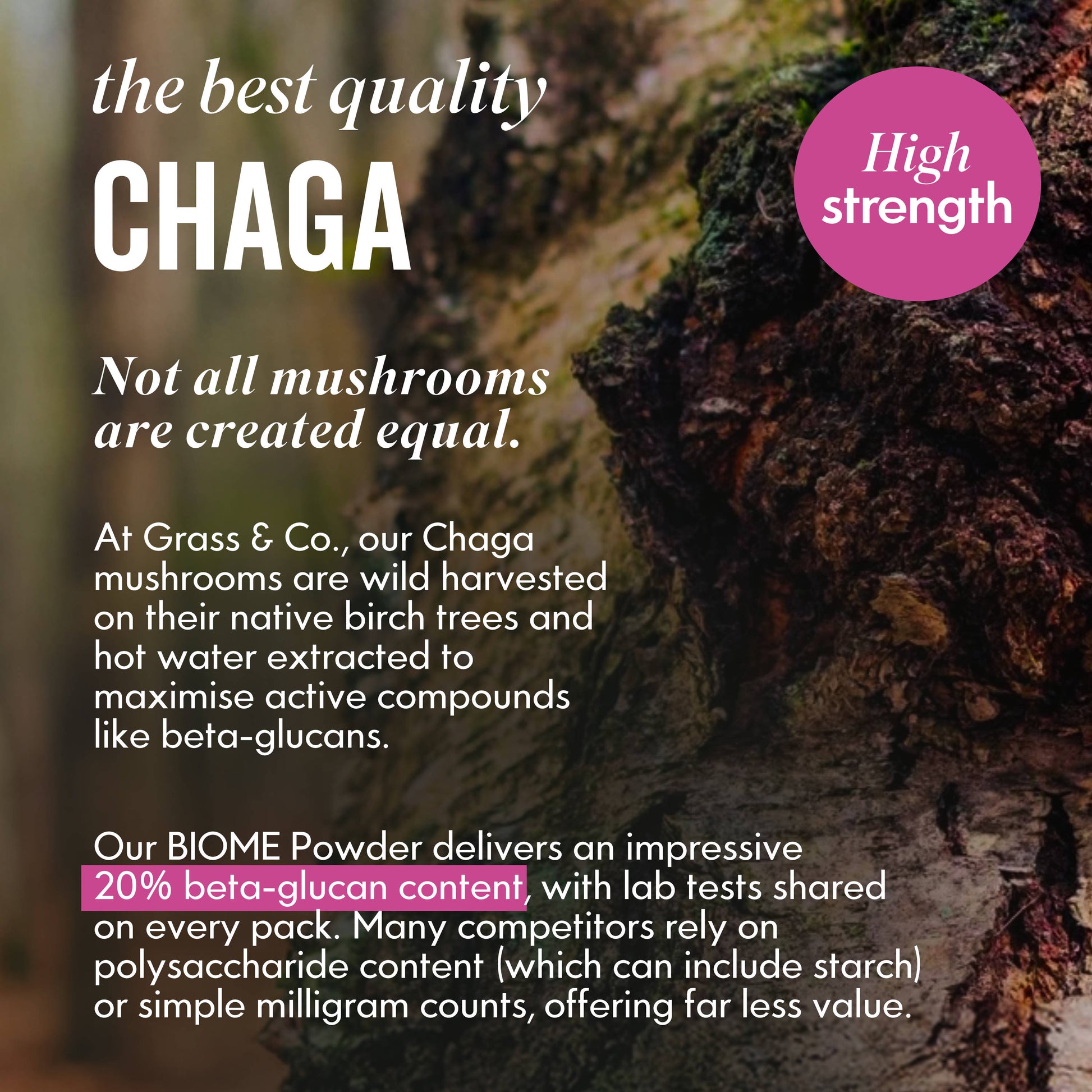Chaga Mushroom image and introduction to BIOME Powder