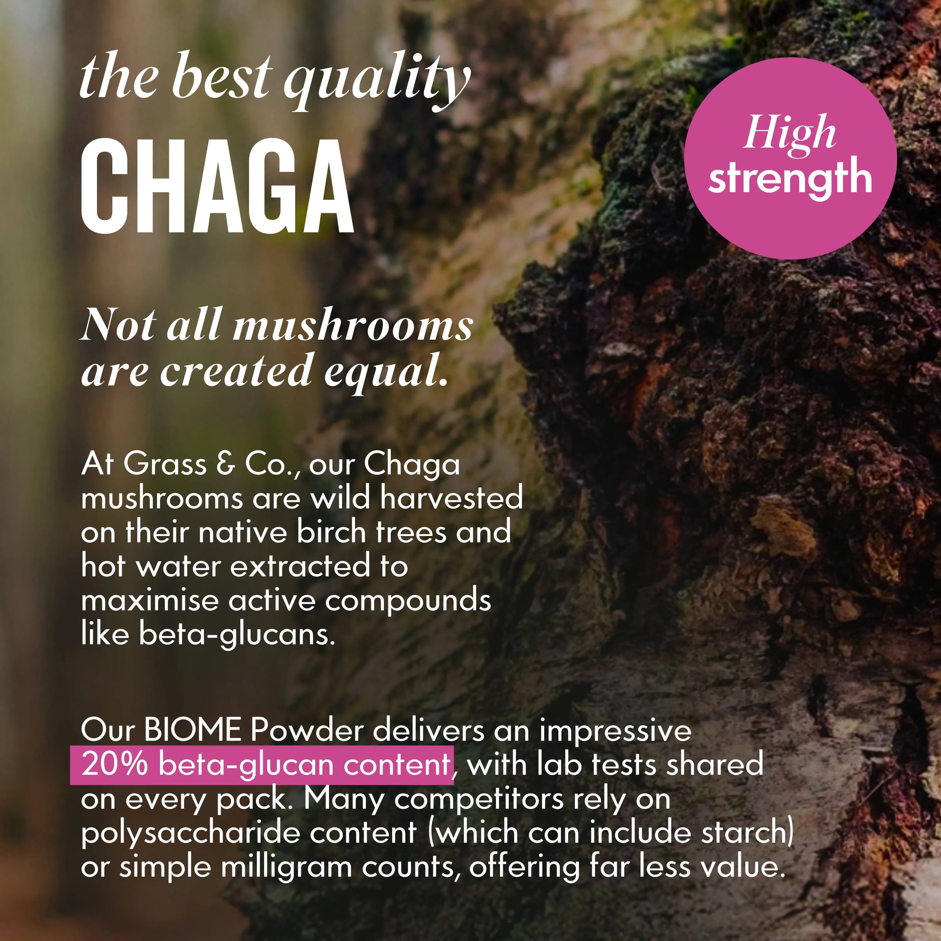 Chaga Mushroom image and introduction to BIOME Powder