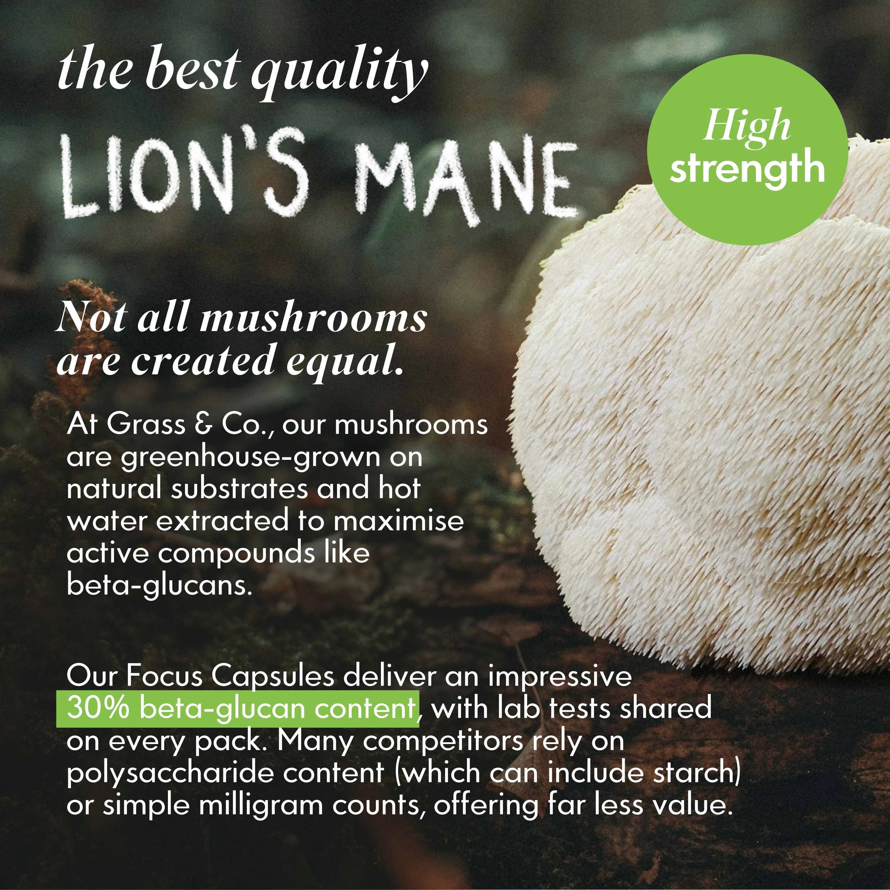 FOCUS | Lion's Mane Mushroom Capsules